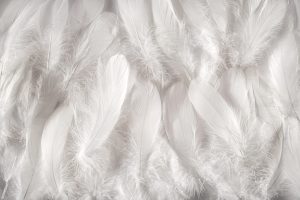 White feathers background, close-up full frame image of furry snow white contour feathers composed as soft carpet, viewed from above